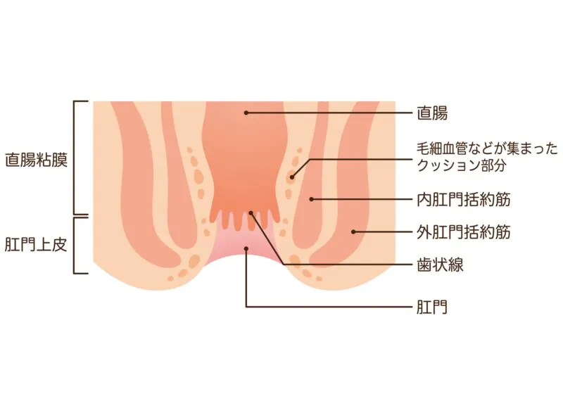 肛門とは